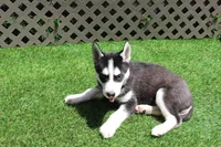 Gus , a male Siberian Husky for sale in Maurice, IA – 2 of 4