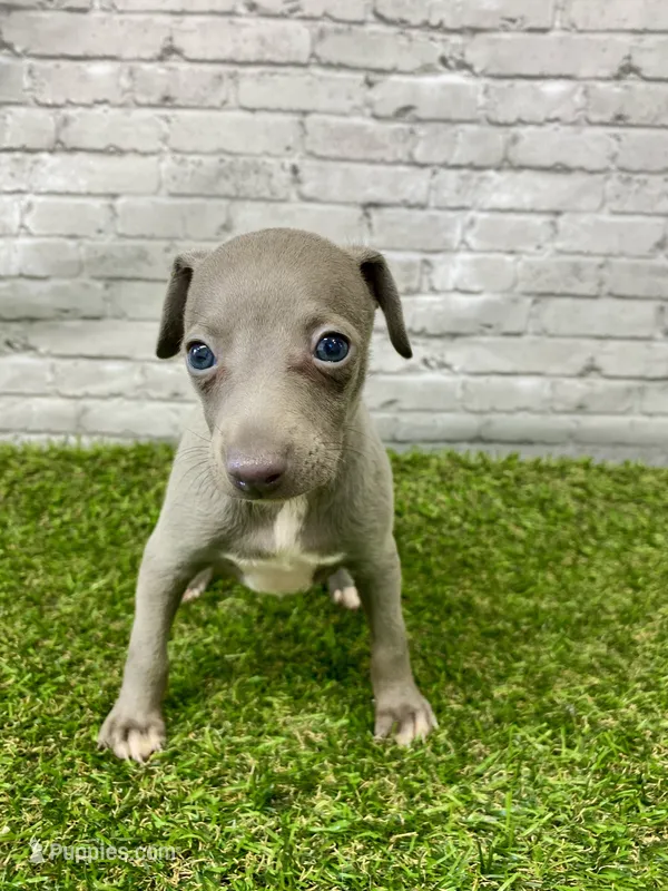 Hazel  – Italian Greyhound puppy for sale in Maurice, IA