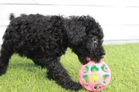 Hank , a male Kerry Blue Terrier for sale in Maurice, IA – 4 of 7