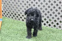 Eddie , a male Kerry Blue Terrier for sale in Maurice, IA – 9 of 10