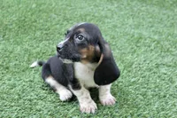 Walter , a male Basset Hound for sale in Maurice, IA – 5 of 7