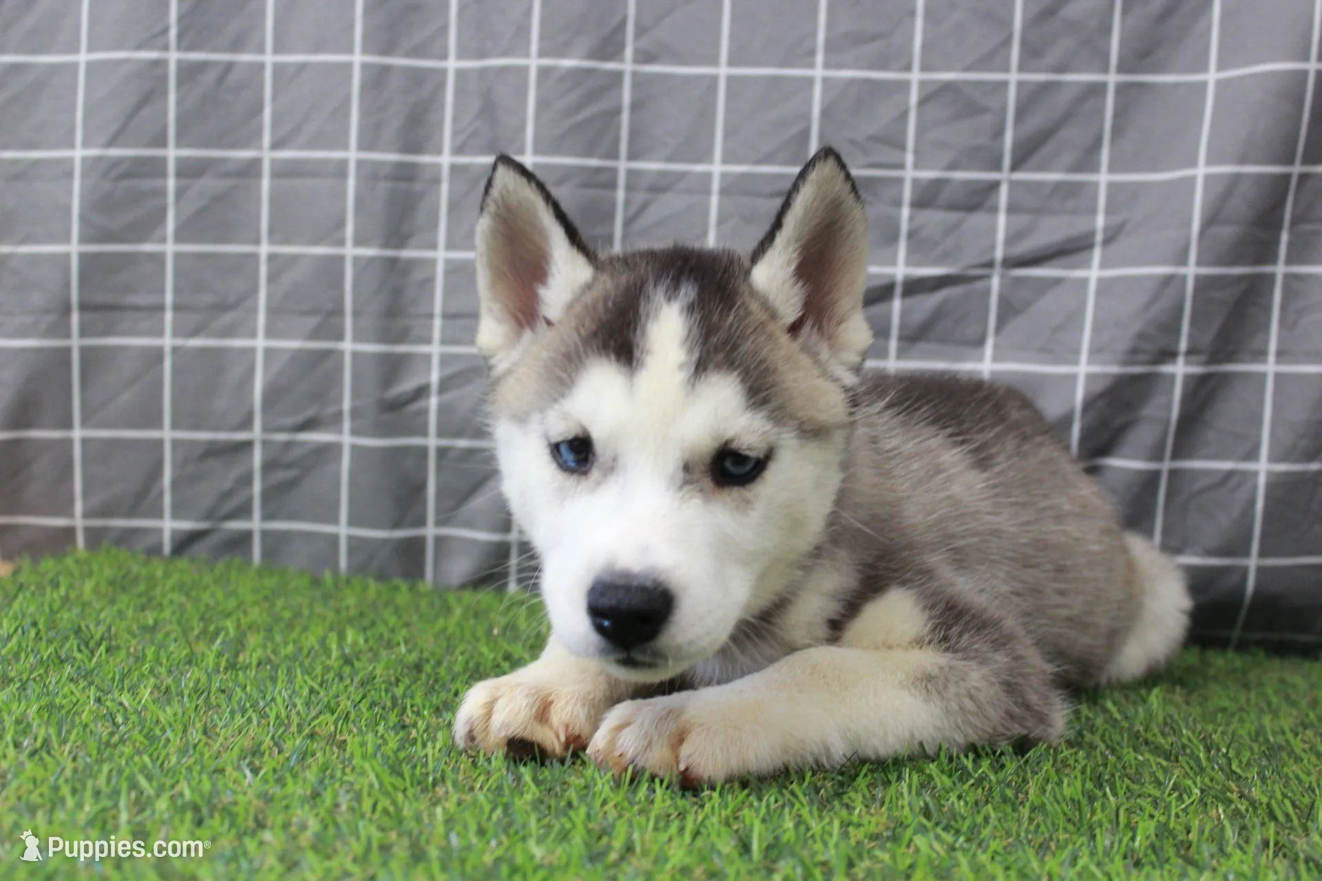 Ruby , a female Siberian Husky for sale in Maurice, IA – Photo 6 of 6