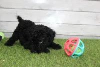 Honey, a female Kerry Blue Terrier for sale in Maurice, IA – 7 of 10