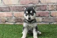 Leo , a male Alaskan Klee Kai for sale in Maurice, IA – 8 of 8