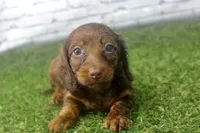 Sadie, a female Miniature Dachshund for sale in Maurice, IA – 2 of 5