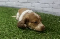 Milo, a male Miniature Dachshund for sale in Maurice, IA – 6 of 6