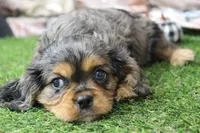 Frankie , a male Cavalier King Charles Spaniel for sale in Maurice, IA – 8 of 8