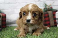 Lucy, a female Cavalier King Charles Spaniel for sale in Maurice, IA – Photo 6 of 7