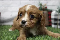 Lucy, a female Cavalier King Charles Spaniel for sale in Maurice, IA – Photo 2 of 7