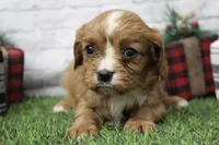 Lucy, a female Cavalier King Charles Spaniel for sale in Maurice, IA – Photo 3 of 7