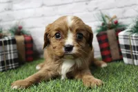 Lucy, a female Cavalier King Charles Spaniel for sale in Maurice, IA – Photo 1 of 7