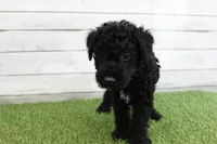 Eddie , a male Kerry Blue Terrier for sale in Maurice, IA – 8 of 8
