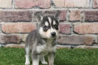 Bear , a male Alaskan Klee Kai for sale in Maurice, IA – 5 of 7