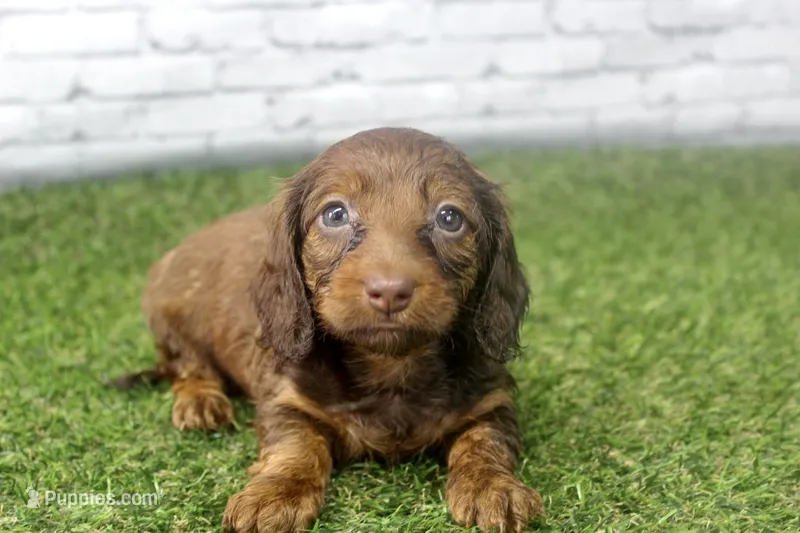 Sadie – Miniature Dachshund puppy for sale in Maurice, IA