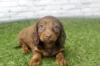 Sadie, a female Miniature Dachshund for sale in Maurice, IA – 1 of 5