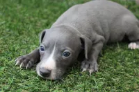 Atlas , a male Italian Greyhound for sale in Maurice, IA – 2 of 6
