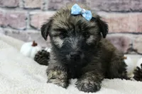 Apollo, a male Soft Coated Wheaten Terrier for sale in Maurice, IA – 7 of 8