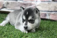 Sophie , a female Alaskan Klee Kai for sale in Maurice, IA – 3 of 8