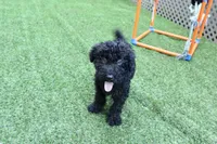 Walker, a male Kerry Blue Terrier for sale in Maurice, IA – 2 of 6