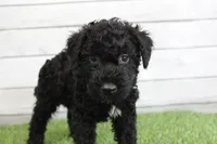 Eddie , a male Kerry Blue Terrier for sale in Maurice, IA – 6 of 8