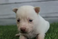 Luna, a female Alaskan Klee Kai for sale in Maurice, IA – 5 of 10
