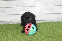 Honey, a female Kerry Blue Terrier for sale in Maurice, IA – 8 of 10