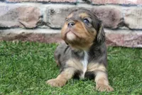 Frankie , a male Cavalier King Charles Spaniel for sale in Maurice, IA – 6 of 8