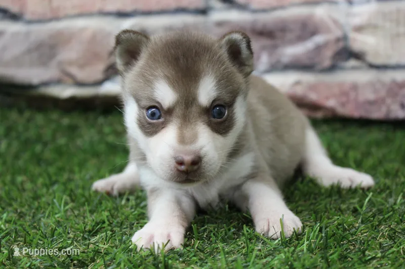 Willow  – Alaskan Klee Kai puppy for sale in Maurice, IA
