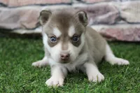 Willow , a female Alaskan Klee Kai for sale in Maurice, IA – 1 of 7