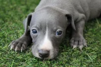 Atlas , a male Italian Greyhound for sale in Maurice, IA – 5 of 6