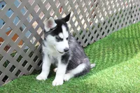 AJ, a male Siberian Husky for sale in Maurice, IA – 5 of 6