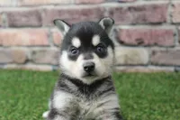 Leo , a male Alaskan Klee Kai for sale in Maurice, IA – 3 of 8