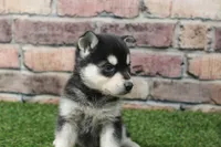 Leo , a male Alaskan Klee Kai for sale in Maurice, IA – 5 of 8