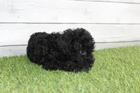 Peaches, a female Kerry Blue Terrier for sale in Maurice, IA – 2 of 7