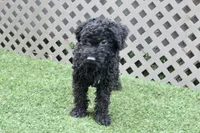 Eddie , a male Kerry Blue Terrier for sale in Maurice, IA – 8 of 10