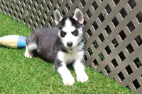 Smokey , a male Siberian Husky for sale in Maurice, IA – 6 of 7