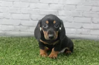 Dallas, a male Miniature Dachshund for sale in Maurice, IA – 6 of 7