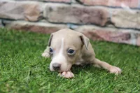 Tate , a male Italian Greyhound for sale in Maurice, IA – 4 of 8