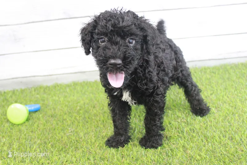 Hank  – Kerry Blue Terrier puppy for sale in Maurice, IA