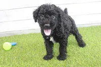 Hank , a male Kerry Blue Terrier for sale in Maurice, IA – 1 of 7