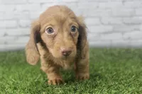 Poppy, a female Miniature Dachshund for sale in Maurice, IA – 5 of 6