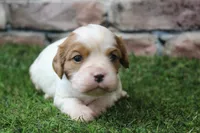 Theo , a male Cavalier King Charles Spaniel for sale in Maurice, IA – 8 of 8
