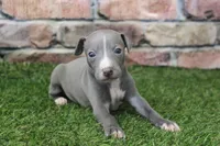 Ranger , a male Italian Greyhound for sale in Maurice, IA – 4 of 6