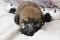 Jasper , a male Soft Coated Wheaten Terrier for sale in Maurice, IA – 2 of 6