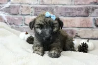 Apollo, a male Soft Coated Wheaten Terrier for sale in Maurice, IA – 5 of 8