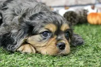 Frankie , a male Cavalier King Charles Spaniel for sale in Maurice, IA – 7 of 8