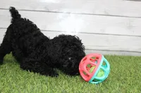 Honey, a female Kerry Blue Terrier for sale in Maurice, IA – 10 of 10