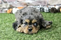 Frankie , a male Cavalier King Charles Spaniel for sale in Maurice, IA – 3 of 8