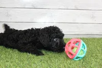 Honey, a female Kerry Blue Terrier for sale in Maurice, IA – 9 of 10