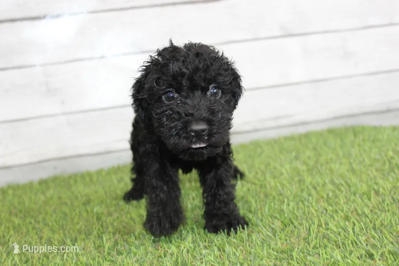 Peaches – Kerry Blue Terrier puppy for sale in Maurice, IA